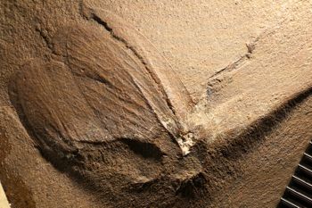 Media type: image;   Entomology PALE-225